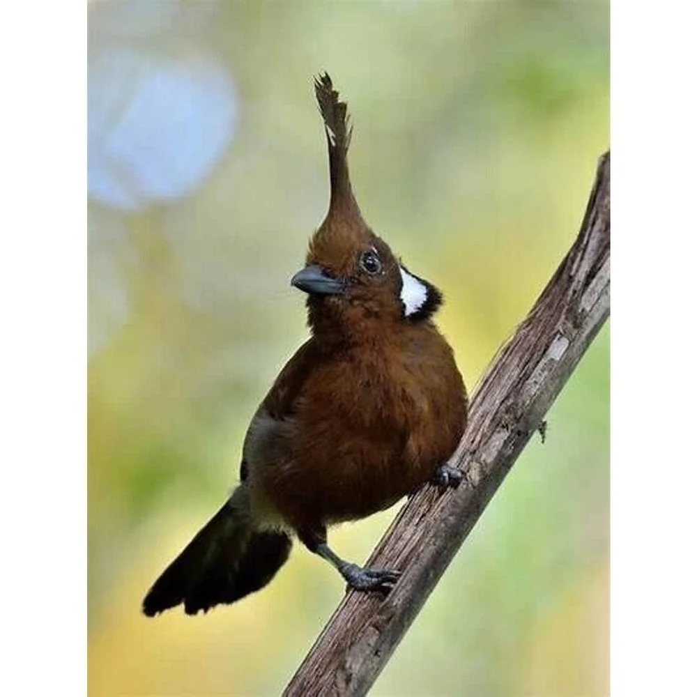 Hand Carved Wooden Bird Figurine Dark Wood 5